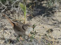 Image result for Sylvia nana