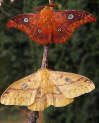 Attēlu rezultāti vaicājumam “Rhabdoweisia fugax”