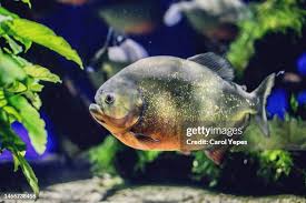 Image result for Prestatyn Piranhas