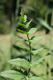 Attēlu rezultāti vaicājumam “Berula erecta leaf”