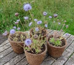 Attēlu rezultāti vaicājumam “Jasione montana leaf”