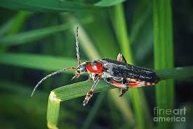 Attēlu rezultāti vaicājumam “Cantharis rustica”