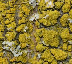 Attēlu rezultāti vaicājumam “Candelariella sp.”