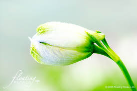Attēlu rezultāti vaicājumam “Delphinium elatum  bud”