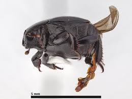 Attēlu rezultāti vaicājumam “Hypocaccus rugiceps”