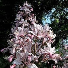 Image result for Diptam