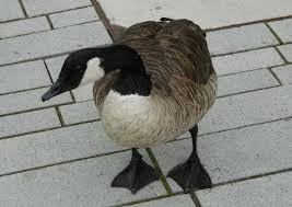 Attēlu rezultāti vaicājumam “Branta canadensis adult”