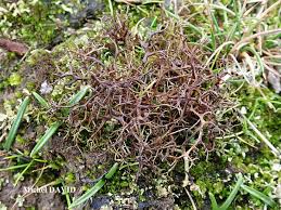 Attēlu rezultāti vaicājumam “Cetraria aculeata”