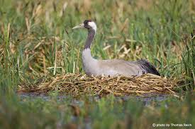 Attēlu rezultāti vaicājumam “Grus grus nest”