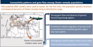 Image result for Chelon ramada