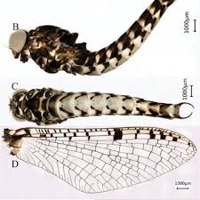 Attēlu rezultāti vaicājumam “Siphlonurus”