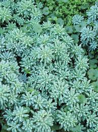 Attēlu rezultāti vaicājumam “Sedum hispanicum”