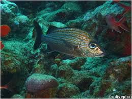 Image result for Haemulon carbonarium