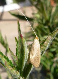 Attēlu rezultāti vaicājumam “Nematopogon sp.”
