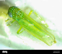 Attēlu rezultāti vaicājumam “Empoasca sp.”