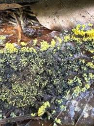 Attēlu rezultāti vaicājumam “Physarum virescens”