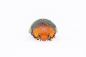 Image result for Cryptolaemus