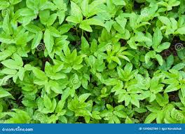 Attēlu rezultāti vaicājumam “Aegopodium podagraria leaf”