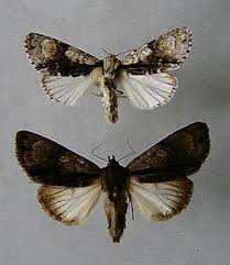 Attēlu rezultāti vaicājumam “Acronicta alni larva”