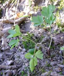 Attēlu rezultāti vaicājumam “Corydalis solida fruit”