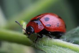 Attēlu rezultāti vaicājumam “Gonioctena viminalis”