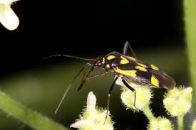 Attēlu rezultāti vaicājumam “Grypocoris sexguttatus”