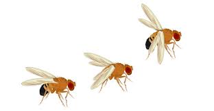 Attēlu rezultāti vaicājumam “Drosophila melanogaster”