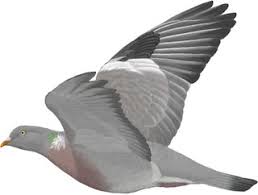 Attēlu rezultāti vaicājumam “Columba palumbus adult”