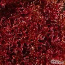 Attēlu rezultāti vaicājumam “Sphagnum warnstorfii”