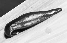 Attēlu rezultāti vaicājumam “Hirudinea”