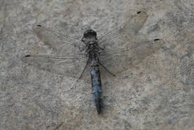 Attēlu rezultāti vaicājumam “Orthetrum cancellatum”