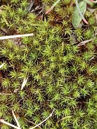 Attēlu rezultāti vaicājumam “Polytrichum piliferum”