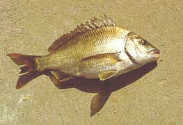 Image result for Pachymetopon grande