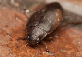 Attēlu rezultāti vaicājumam “Colymbetes striatus”