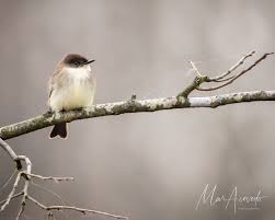 Image result for Sayornis phoebe