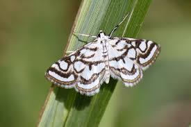 Attēlu rezultāti vaicājumam “Nymphula nitidulata”
