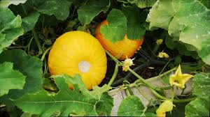 Attēlu rezultāti vaicājumam “Cucurbita pepo”