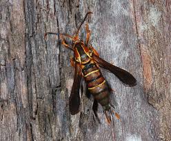 Attēlu rezultāti vaicājumam “Sesiidae”