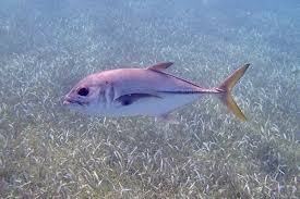 Image result for Caranx latus