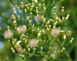 Attēlu rezultāti vaicājumam “Erigeron canadensis”