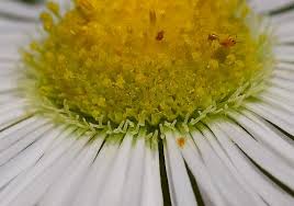 Attēlu rezultāti vaicājumam “Erigeron annuus flower”