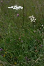 Attēlu rezultāti vaicājumam “Selinum carvifolia”