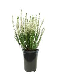 Attēlu rezultāti vaicājumam “Calluna vulgaris fruit”