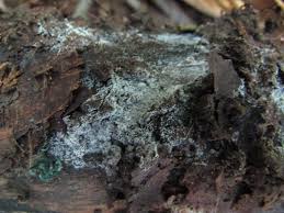 Attēlu rezultāti vaicājumam “Crustoderma dryinum”