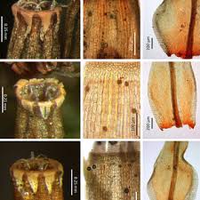 Attēlu rezultāti vaicājumam “Ulota crispa sporophyte”