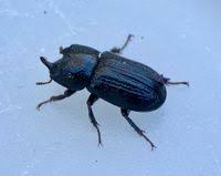 Attēlu rezultāti vaicājumam “Sinodendron cylindricum”