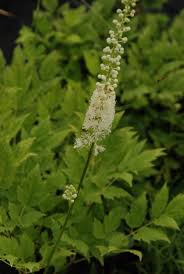 Image result for Silberkerze