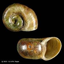 Attēlu rezultāti vaicājumam “Planorbidae”