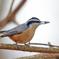 Image result for Sitta canadensis
