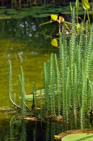 Attēlu rezultāti vaicājumam “Hippuridaceae”